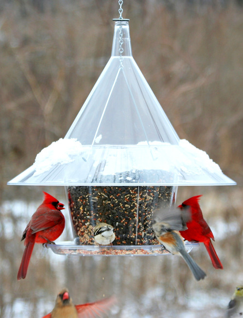 Bird Feeder Sky Cafe A La Carte Squirrel Proof