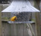 Rare Yellow Cardinal spotted at a Sky Cafe Bird Feeder (image does not display A La Carte divider)
American Made Bird Feeder