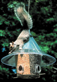 MANDARIN A LA CARTE  Bird Feeder | Squirrel Proof 