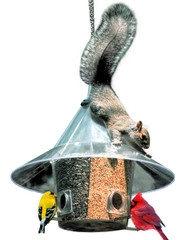 The BEST Mandarin Bird Feeder
(Image shows with  A la Carte Dividers - Sold Separately
American Made Bird Feeder