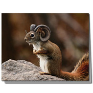 Ram Squirrel Cards Boxed Set of 8