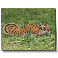 Tiger Squirrel Cards | Boxed Set of 8 | Undiscovered Squirrels