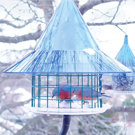 Bluebird SkyCafe Bird Feeder, American Made Bird Feeder