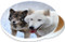 Timber Wolves in Snow Sandstone Ceramic Coaster | Wolf Coaster | Image shows front and cork back