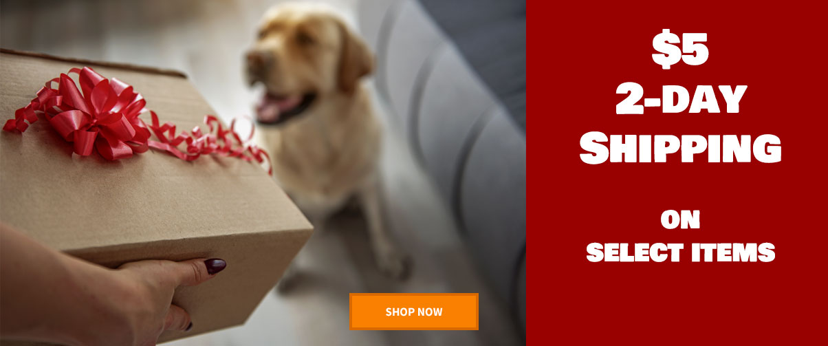 Dog Stares at wrapped gift | $5 2-Day Shipping on Select Orders