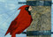 Cardinal Closeup