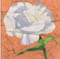 Carnation Flower Block