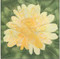 Chrysanthemum Flower Block