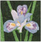 Iris Flower Block