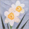 Narcissus Flower Block