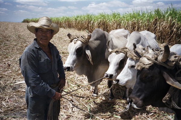012-cows-3.jpg 012-cows-3.jpg