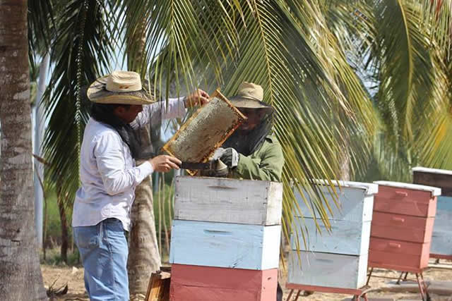 apiary.jpg apiary.jpg