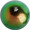 Petroleum Green