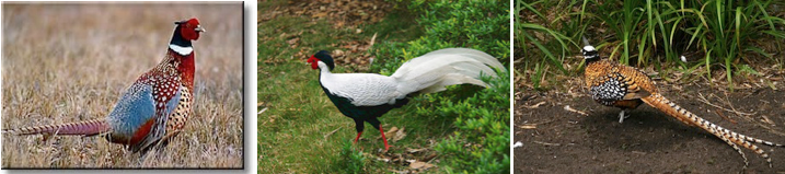 pheasant-tail-feathers.jpg pheasant-tail-feathers.jpg