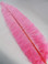 OSTRICH NANDU, STANDARD, Hot Pink 12-16 inch per Each