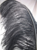 Black ostrich feather wing plume