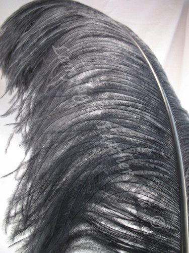 Black ostrich feather wing plume