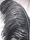 Black ostrich feather wing plume