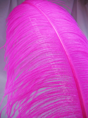 OSTRICH WING PLUMES, PREMIUM, Fuchsia , per Each