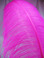 OSTRICH WING PLUMES, PREMIUM, Fuchsia , per Each