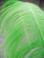Lime Ostrich Feather Plume Premium Large 24-30 inch per Each