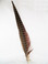 Ring-Necked Pheasant Tail Feather 14-16 inch single