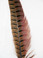 Ring-Necked Pheasant Tail Feather 14-16 inch detail