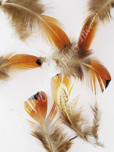 Ring-necked Pheasant Gold Sides, strung, per one Ounce