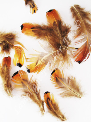 CRAFT Feathers, ring-necked Pheasant, MIX, per .25 ounce