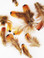 CRAFT Feathers, ring-necked Pheasant, MIX, per .25 ounce