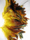 Yellow Rooster Feathers Half Bronze Schlappen 6-7 inch