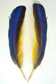WING QUILL Feathers, macaw, small - per pair
