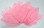 Ostrich Feather, Candy pink 8-12 Inch size, per Each