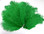 Green Ostrich Feather 8-12 inch size per Each