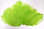 lime Ostrich Feather 8-12 inch size per Each