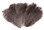 Natural Mini Ostrich Feathers 5-8 Inch per Dozen