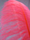 Hot Pink Ostrich Feather Plume Large 16-24 inch per Each