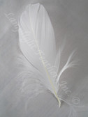 GOOSE SHOULDER Feathers, NATURAL White, per Ounce