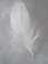 GOOSE SHOULDER Feathers, NATURAL White, per Ounce