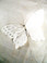 White Monarch Butterflies 4.5 inch size per set of SIX