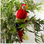 Red Macaw Parrot Decorative Artificial Bird 20 inch 