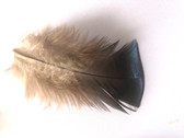 Natural Turkey Plumage Craft Feathers per one ounce