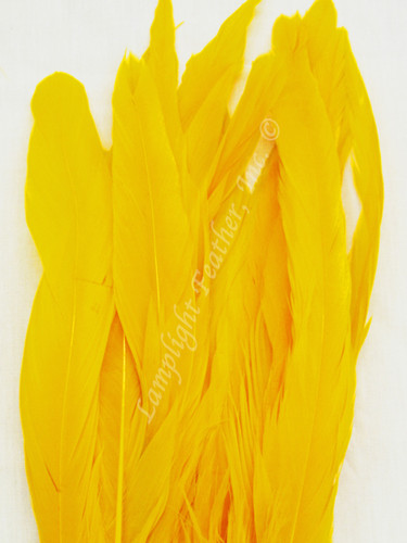 Gold Coque Rooster Tail Feathers 10-12 inch per Ounce