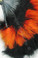 Feather Fan, Marabou, Black/Orange MIX, per Each