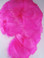 GOOSE COQUILLES, dyed Fuchsia, per foot
