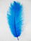 Turquoise OSTRICH FEATHER, LONG, per Each