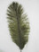Moss Green Mini Ostrich Feathers 5-8 Inch per Dozen