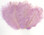 Orchid Mini Ostrich Feathers 5-8 Inch