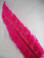 OSTRICH NANDU, LONG, Fuchsia 16-19 inch
