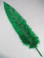 OSTRICH NANDU, STANDARD, Green 12-16 inch per Each